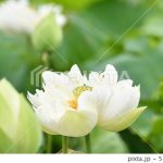 白蓮の花