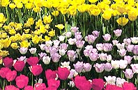 神奈川区の花・チューリツプ