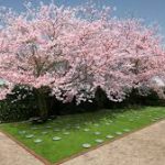 桜樹木葬